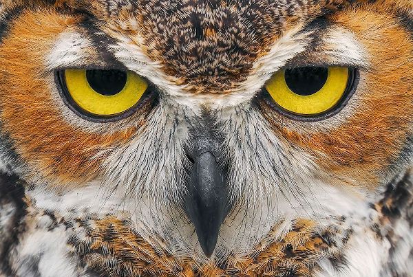 Jones, Adam 아티스트의 Close-up of Great horned owl작품입니다.
